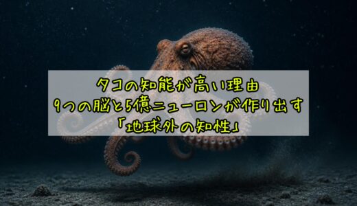 タコの知能が高い理由——9つの脳と5億ニューロンが作り出す「地球外の知性」