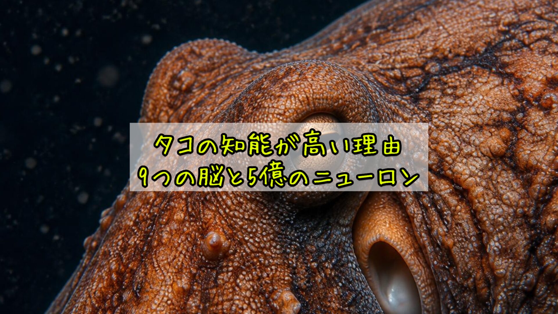 タコの知能が高い理由——9つの脳と5億のニューロン