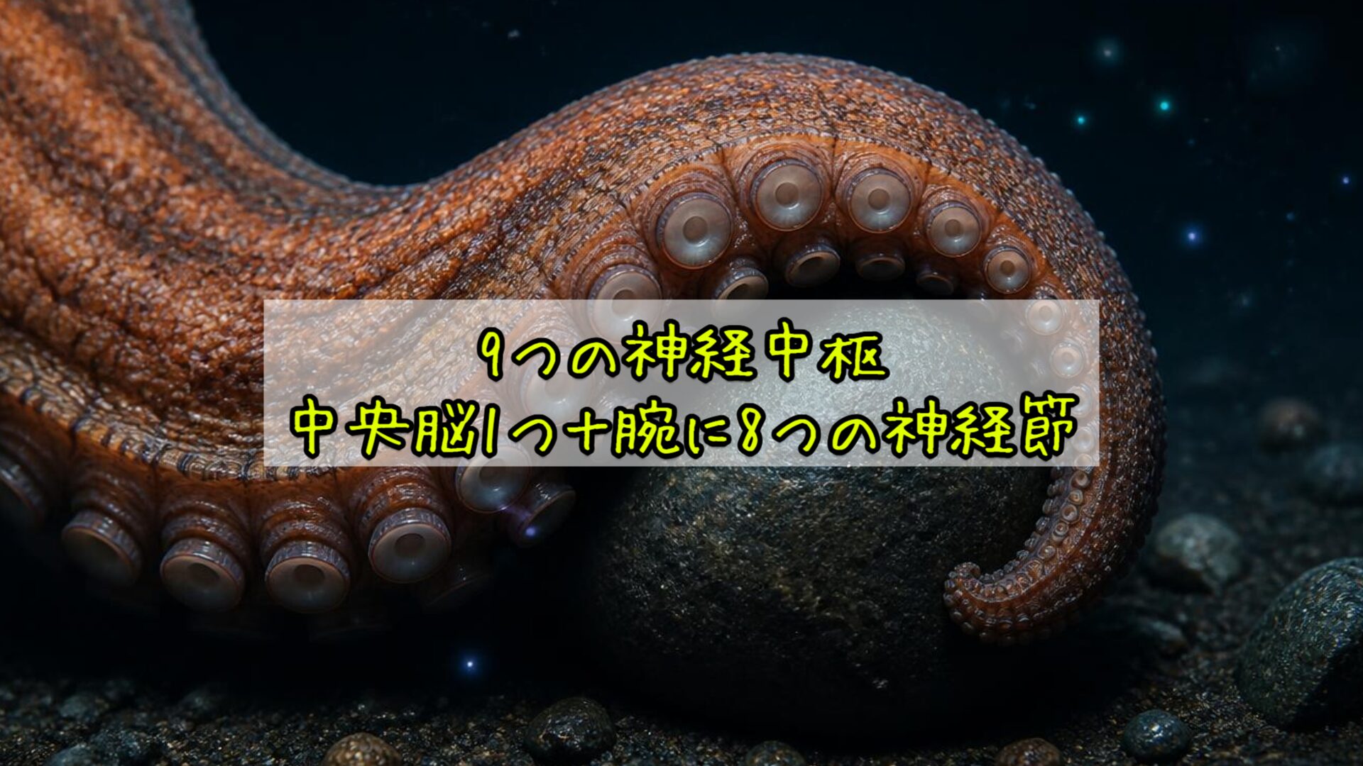 9つの神経中枢——中央脳1つ＋腕に8つの神経節