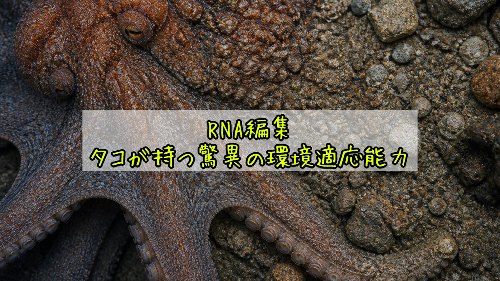 RNA編集——タコが持つ驚異の環境適応能力