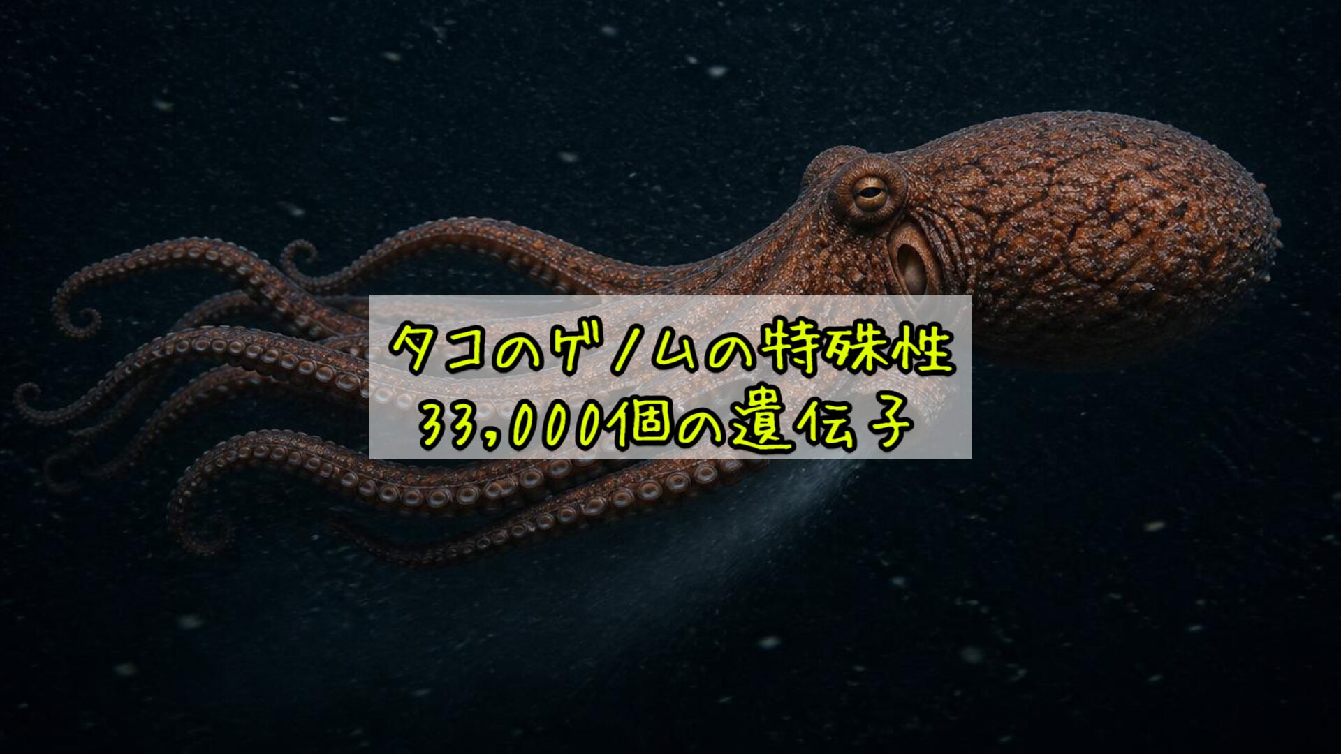 タコのゲノムの特殊性——33,000個の遺伝子
