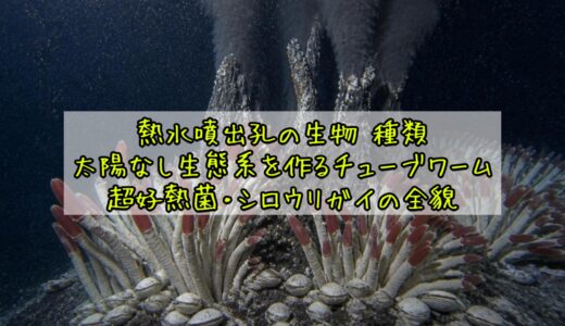 熱水噴出孔の生物 種類——太陽なし生態系を作るチューブワーム・超好熱菌・シロウリガイの全貌