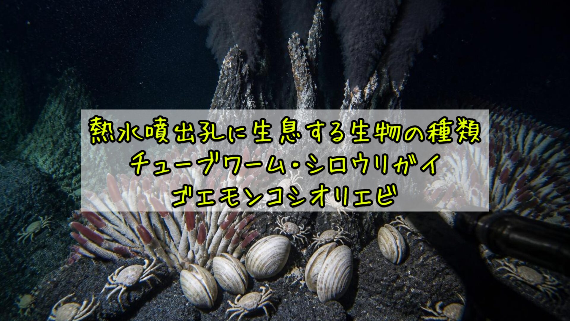 熱水噴出孔に生息する生物の種類——チューブワーム・シロウリガイ・ゴエモンコシオリエビ