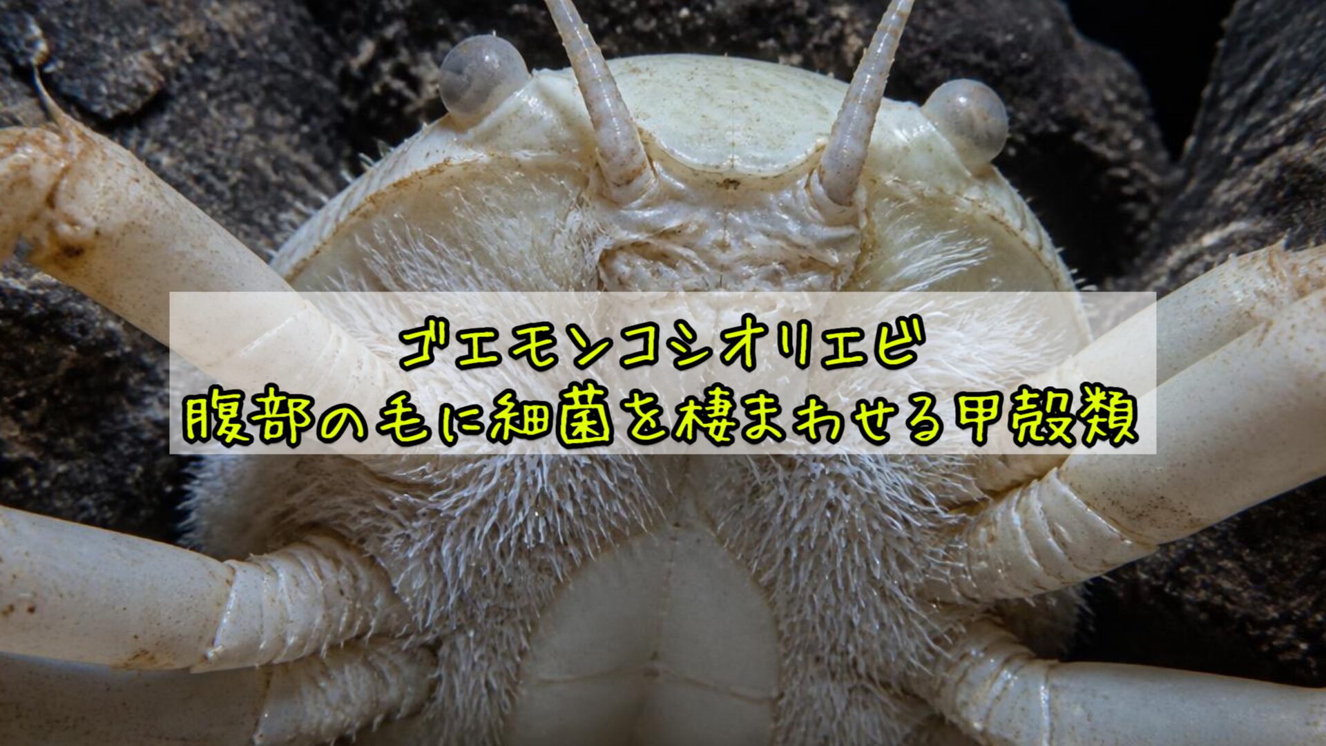 ゴエモンコシオリエビ——腹部の毛に細菌を棲まわせる甲殻類
