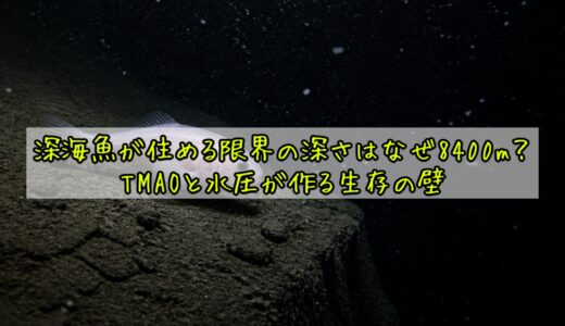 深海魚が住める限界の深さはなぜ8400m？——TMAOと水圧が作る生存の壁