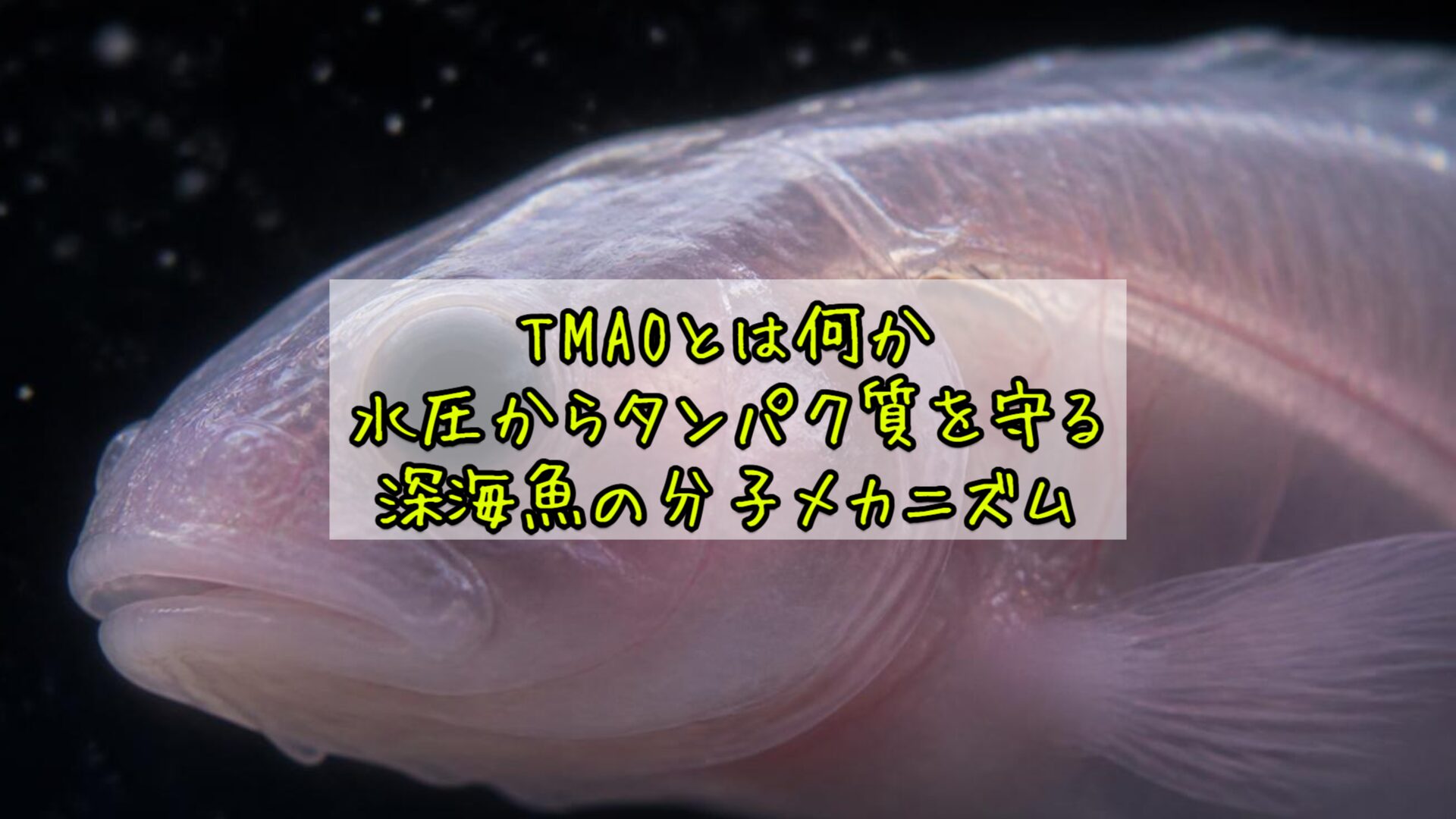 TMAOとは何か——水圧からタンパク質を守る深海魚の分子メカニズム
