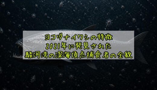 ヨコヅナイワシの特徴——2021年に発見された駿河湾の深海頂点捕食者の全貌